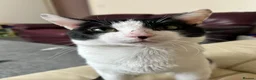 Domestic Shorthair cats for sale: Male indoor cat  - Advert 2