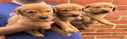 Labrador Retriever dogs for sale: Health Tested Working Labrador Pups - Advert 12