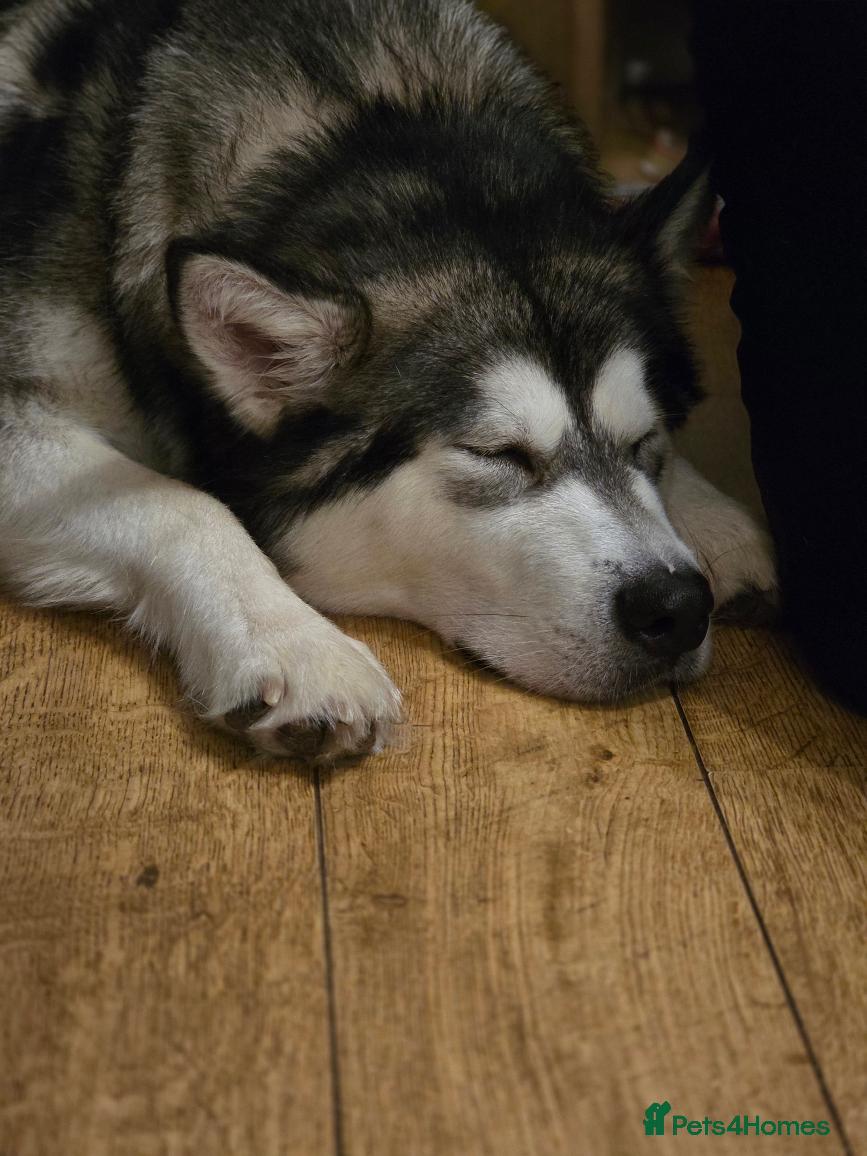 Alaskan Malamute dogs 2 Year Old Kc Alaskan Malamute Bitch - Advert 4
