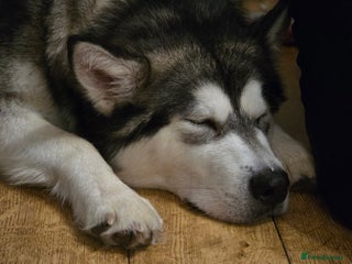 Alaskan Malamute dogs 2 Year Old Kc Alaskan Malamute Bitch - Advert 2