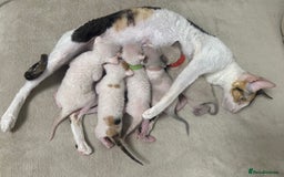 Cornish Rex cats for sale: 🌟 Pure Cornish Rex Kittens Ready for Reservation! - Image 6