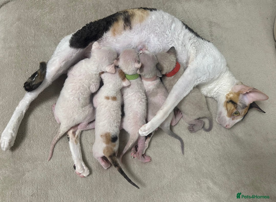Cornish Rex cats for sale: 🌟 Pure Cornish Rex Kittens Ready for Reservation! - Image 6