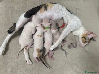 Cornish Rex cats 🌟 TICA-Reg Pure Cornish Rex – Champion Bloodlines - Advert 4