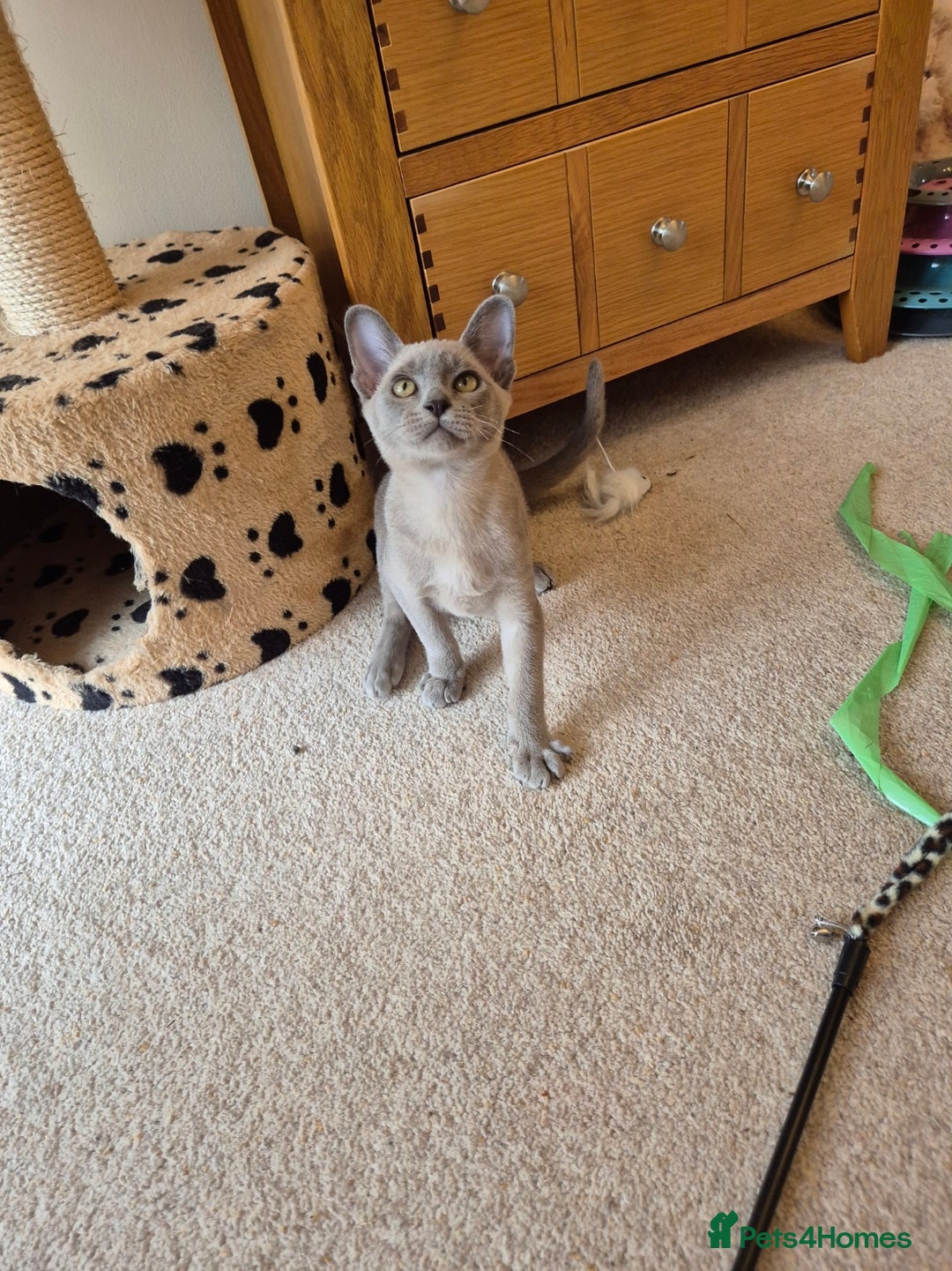 Burmese cats for sale: Gorgeous Pedigree Blue Male Burmese Kitten - Image 11