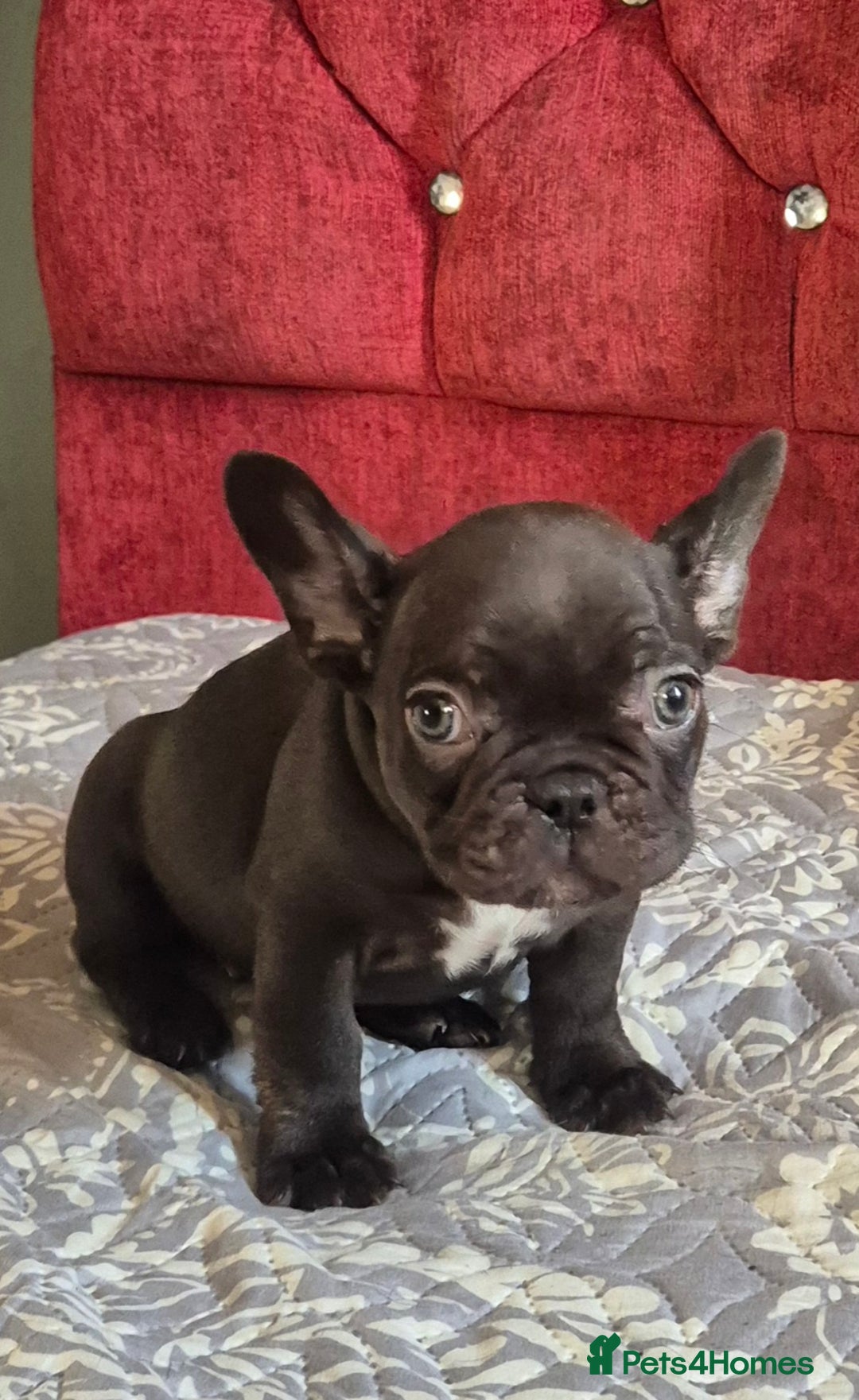 French Bulldog dogs for sale: French bulldog puppies  3 girls 1 boy - Advert 5