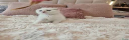 Scottish Fold cats for sale: Tica full pedigree scottish fold kittens london  - Advert 22