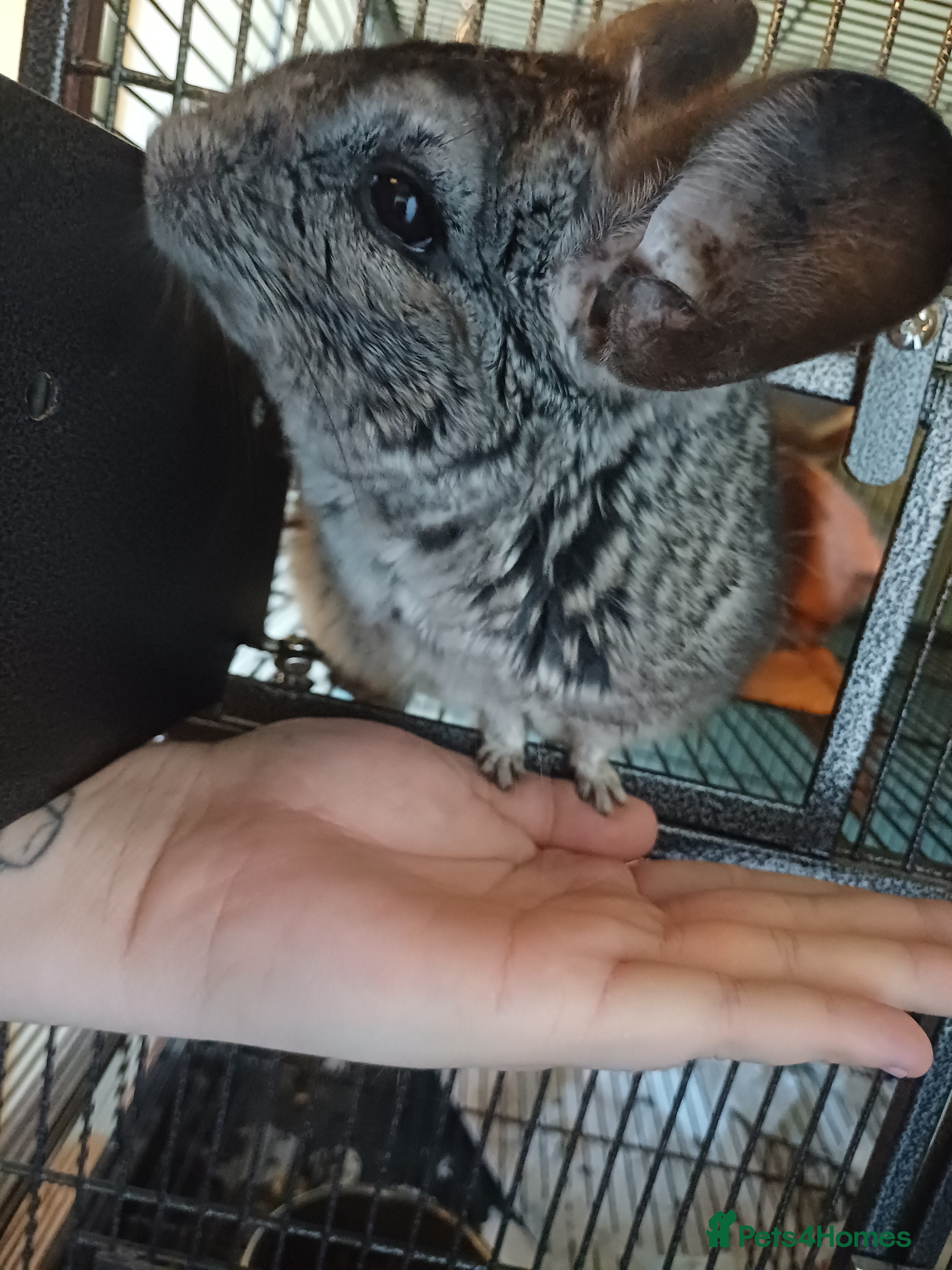 Chinchilla rodents Much loved 9 year old chinchilla  - Advert 1