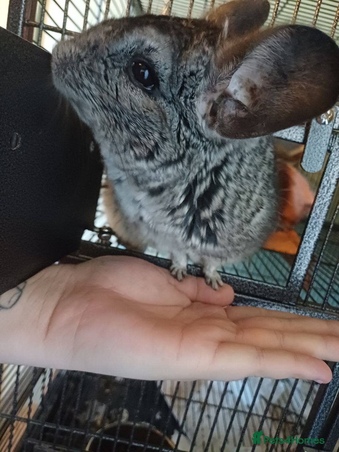 Chinchilla rodents for sale: Much loved 9 year old chinchilla  - Advert 2
