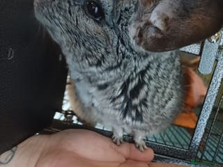 Chinchilla rodents Much loved 9 year old chinchilla - Advert 1