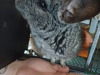 Chinchilla rodents Much loved 9 year old chinchilla - Advert 3