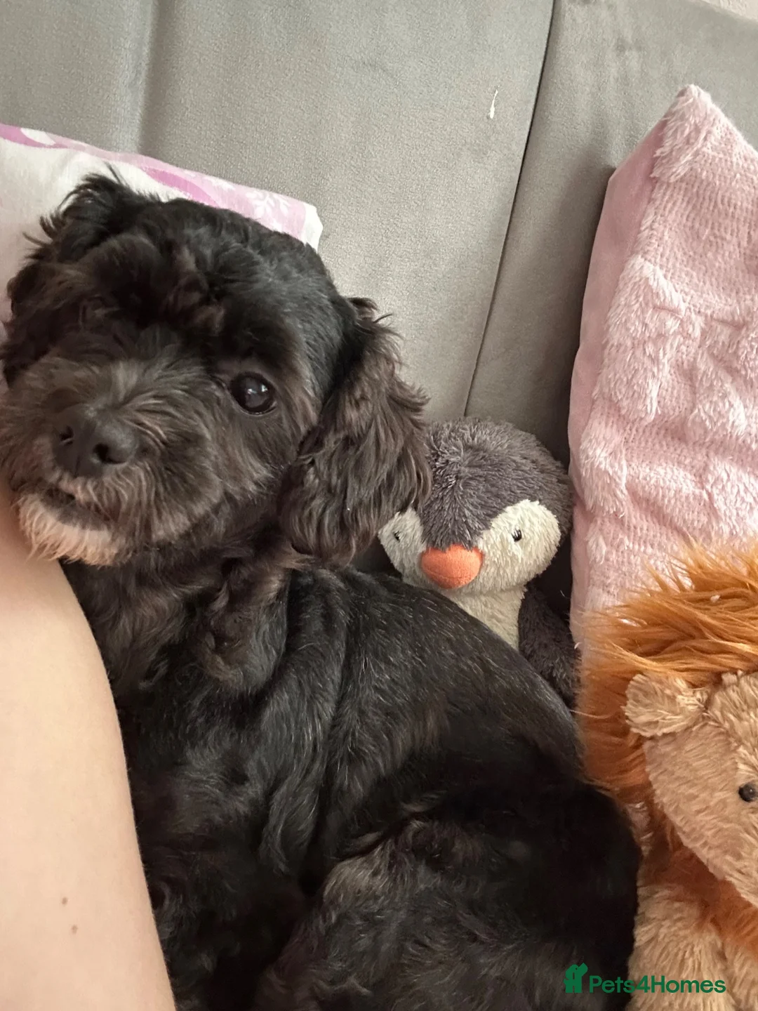 Shihpoo dogs for sale: 4 year old Shihpoo for sale  - Advert 2