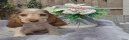 Cocker Spaniel dogs for sale: Exceptional True Show winning Champion Cockers. - Advert 28