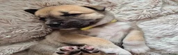 Mixed Breed dogs for sale: Elite Raised Staffy x Husky Pups in Aviemore - Advert 7