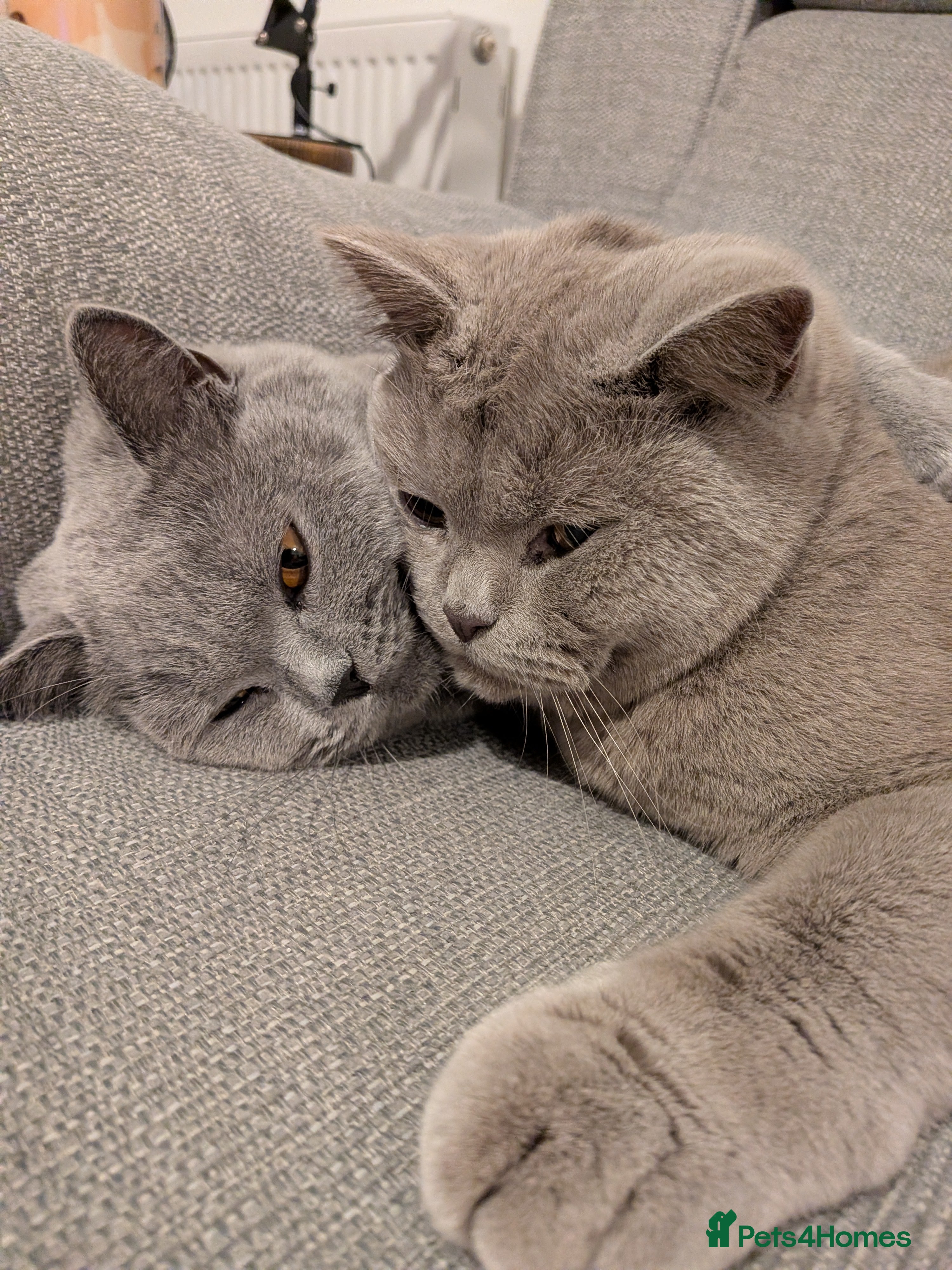 British Shorthair cats Pair of British Short Hair House Cats - Advert 1
