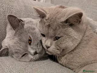 British Shorthair cats Pair of British Short Hair House Cats - Advert 1