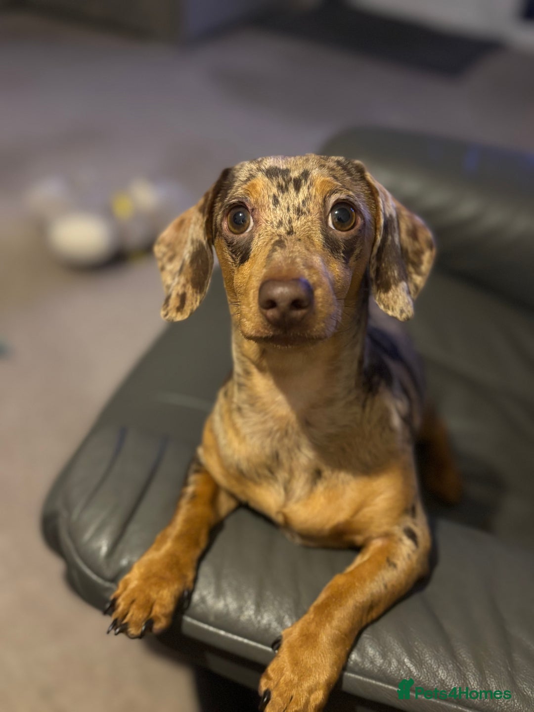 Miniature Dachshund dogs for stud: 🔥 STUD🔥 KC Registered miniature Dachshund Dapple - Advert 4