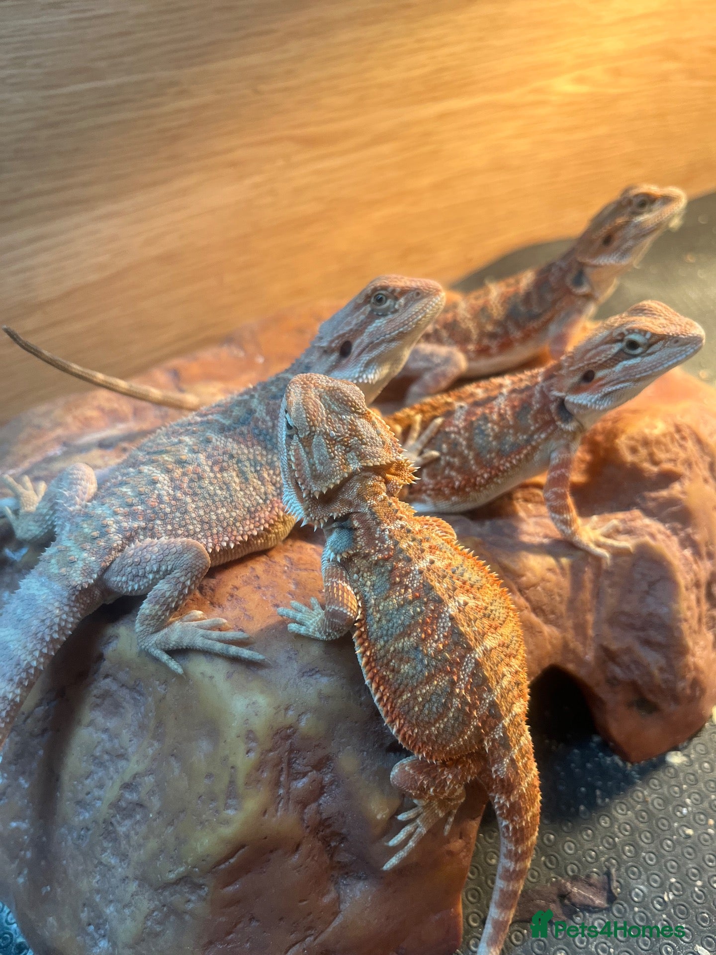 Bearded Dragon reptiles for sale: Bearded dragon babies red & orange hypo - Advert 2