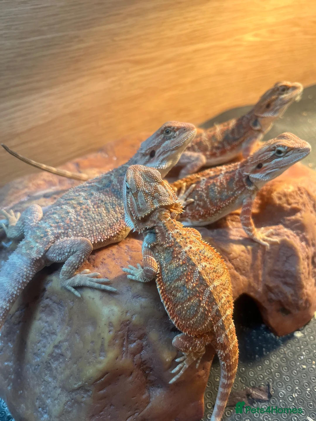 Bearded Dragon reptiles for sale: Bearded dragon babies red & orange hypo - Advert 1