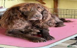 Cocker Spaniel dogs for sale: Working Cocker Spaniels  - Image 14