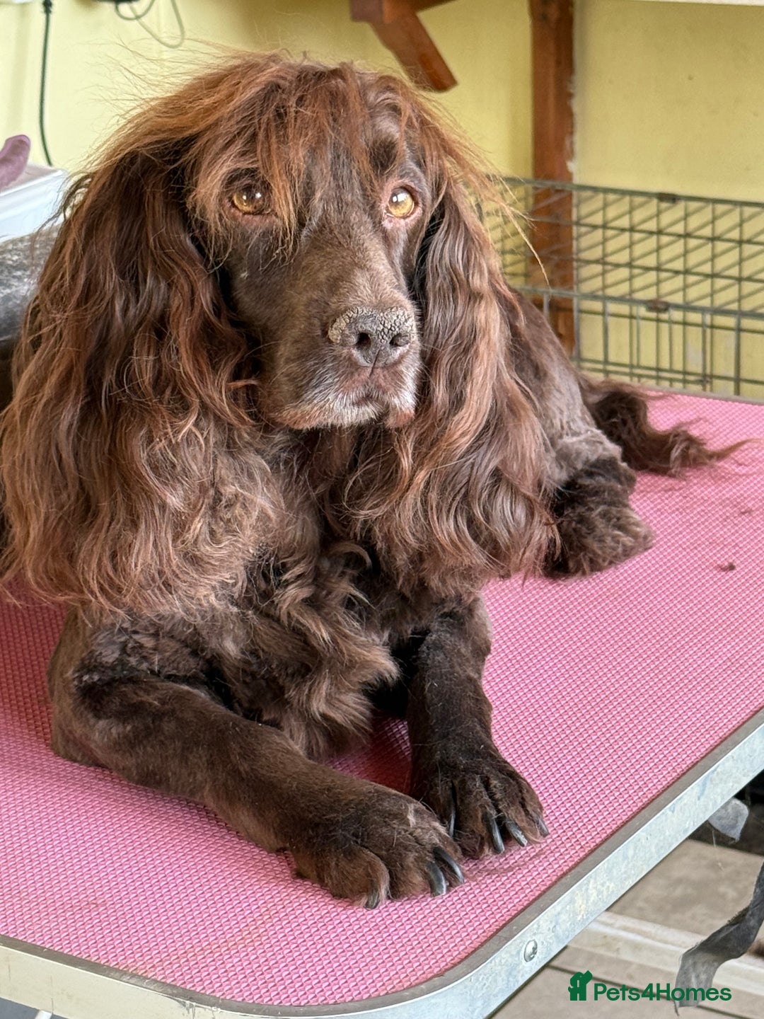 Cocker Spaniel dogs for sale: Working Cocker Spaniels  - Image 14