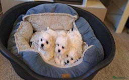 Maltese dogs for sale: Maltese puppies boys and girl - Image 5