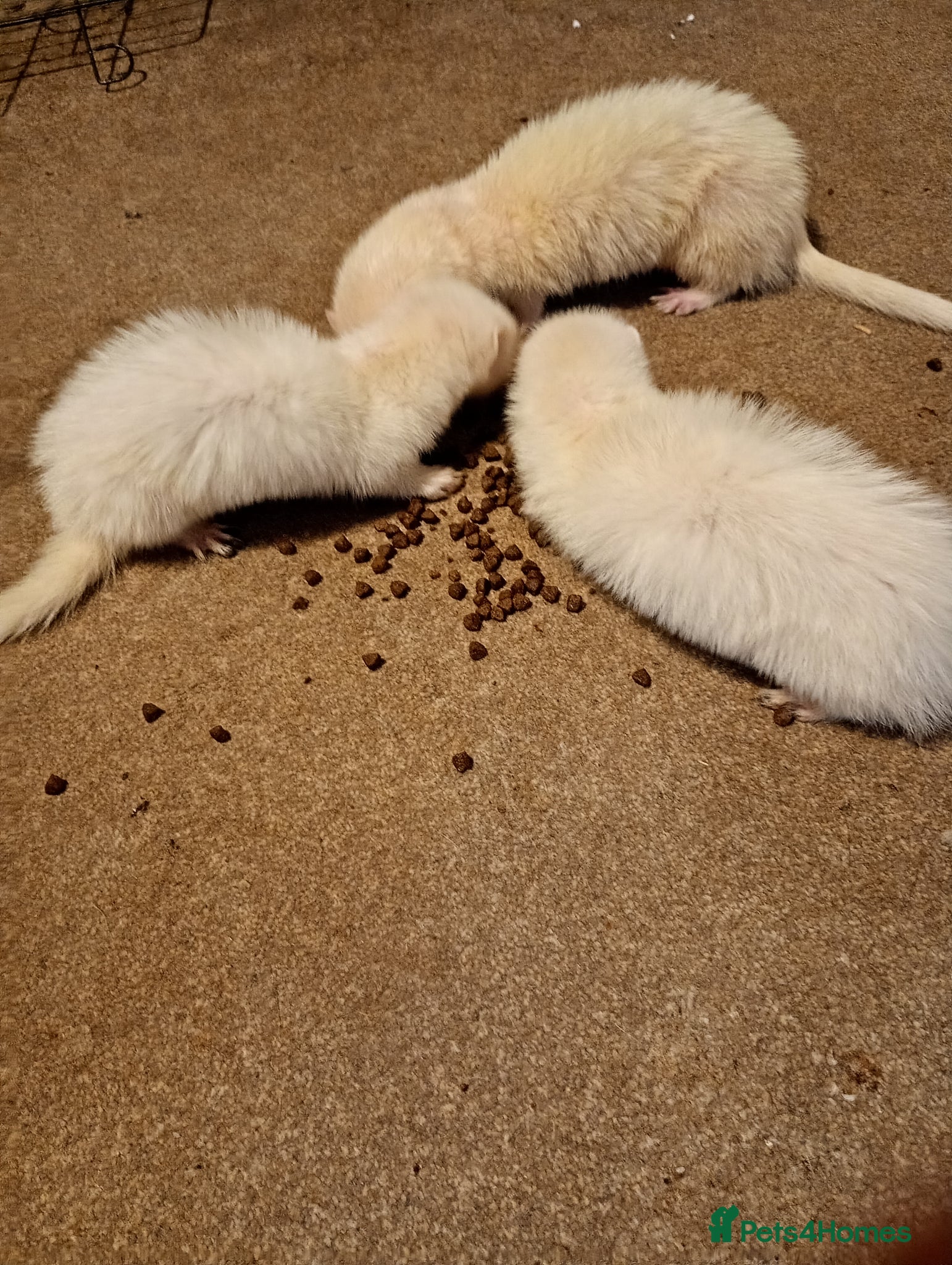 Ferret rodents for sale: Kits  - Advert 6