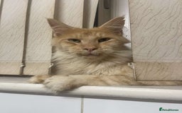 Mixed Breed cats for sale: 5 beautiful kitten looking for their forever homes - Image 8