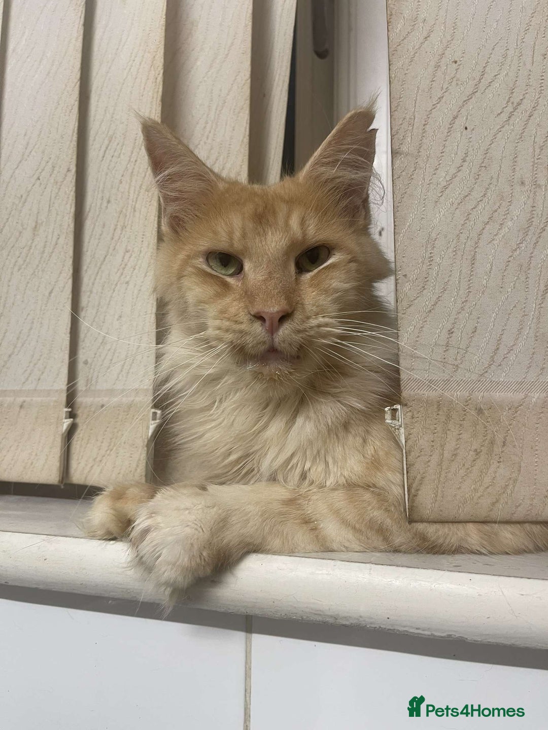 Mixed Breed cats for sale: 5 beautiful kitten looking for their forever homes - Image 8