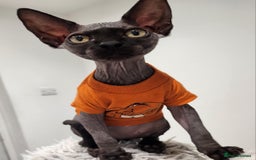 Sphynx cats for sale: 6 Lovely Canadian Sphynx kittens - Image 32