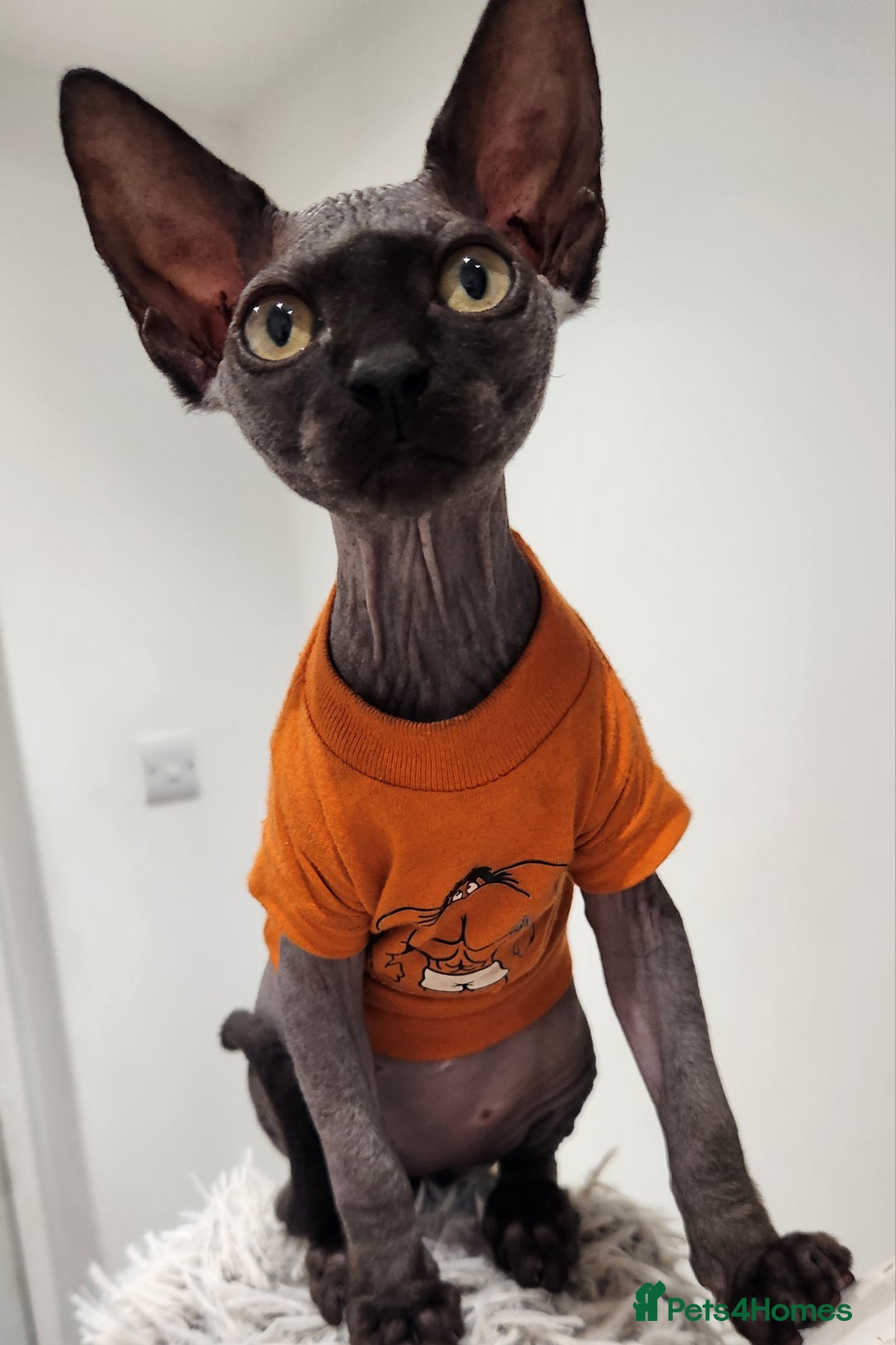 Sphynx cats for sale: 6 Lovely Canadian Sphynx kittens - Image 32