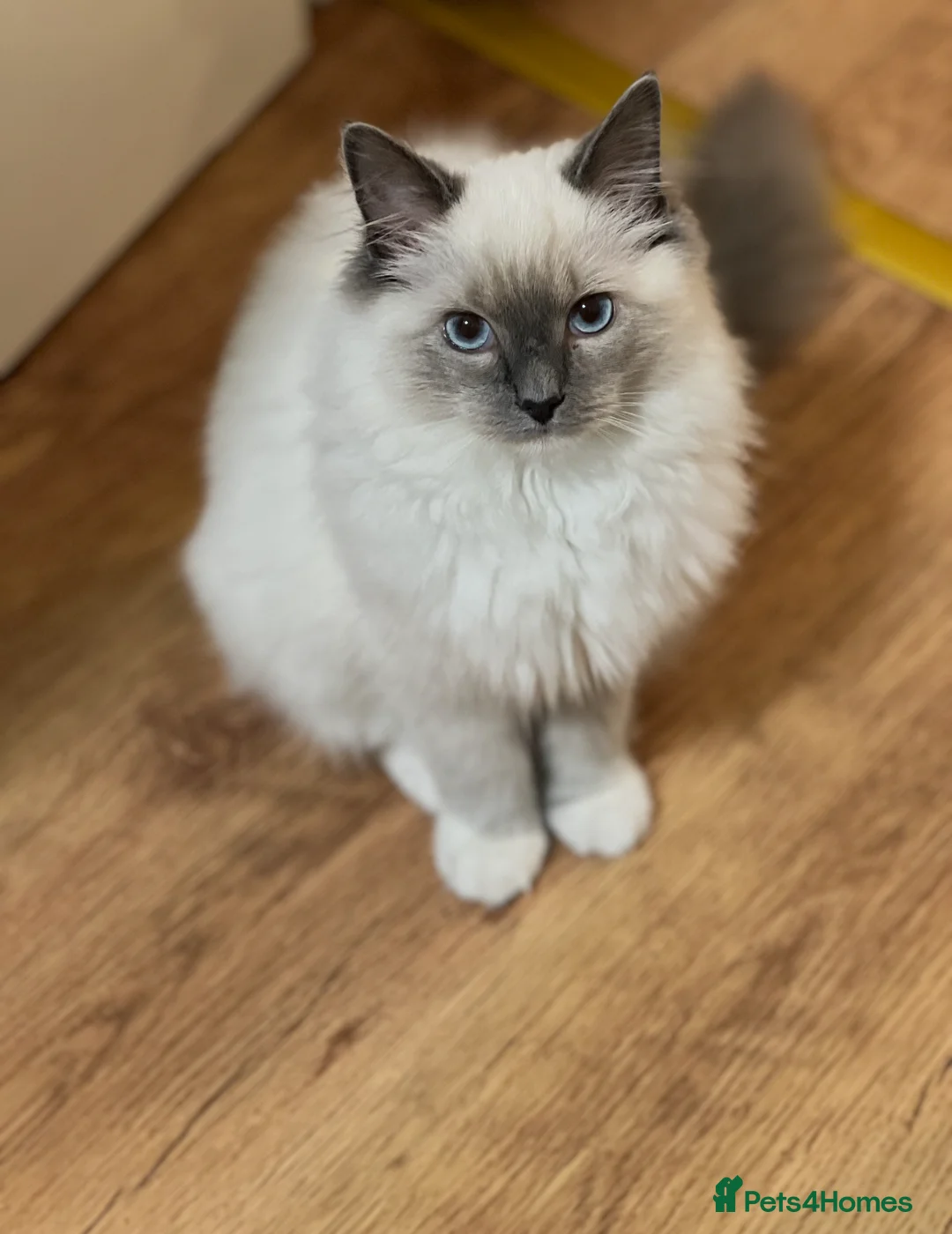 Ragdoll cats for sale: Ragdoll kitten – 7 months old - Advert 2