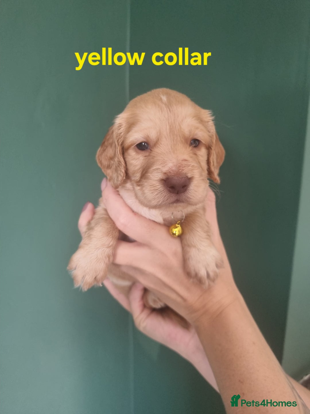 Cocker Spaniel dogs for sale: Beautiful cocker spaniel puppies - Image 30