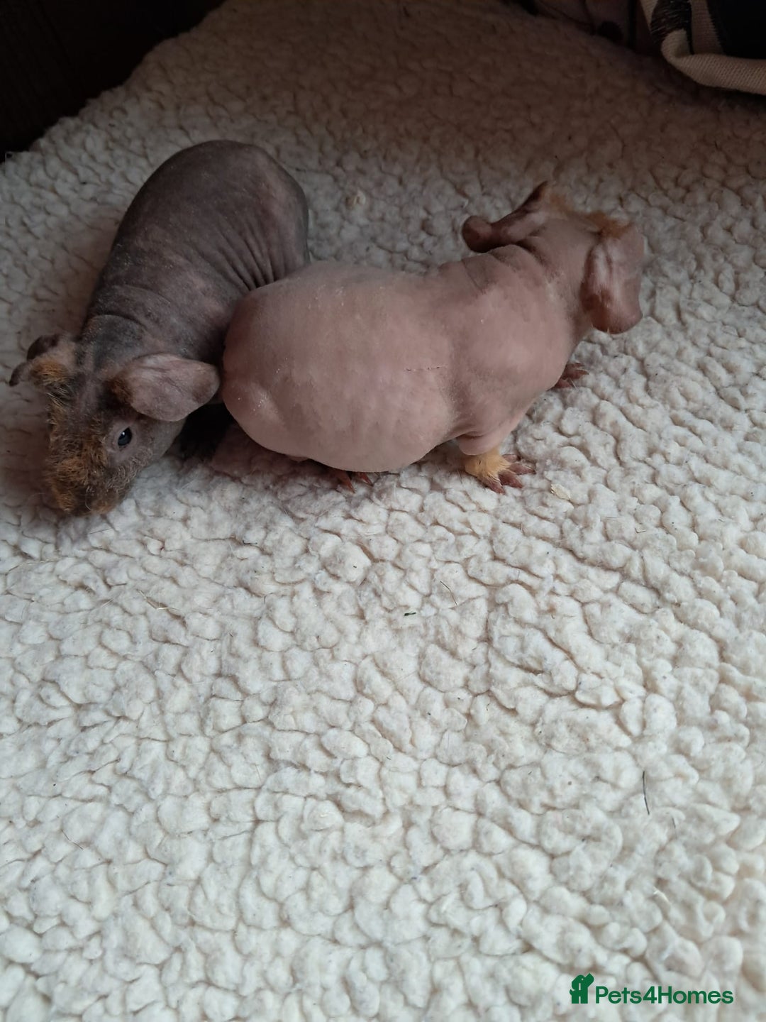 Guinea Pig rodents for sale: BEAUTIFUL BABY SKINNY PIGS  - Advert 4