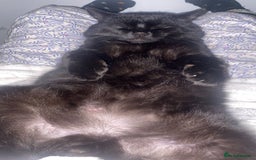 British Longhair cats for sale: Male cat - Advert 5