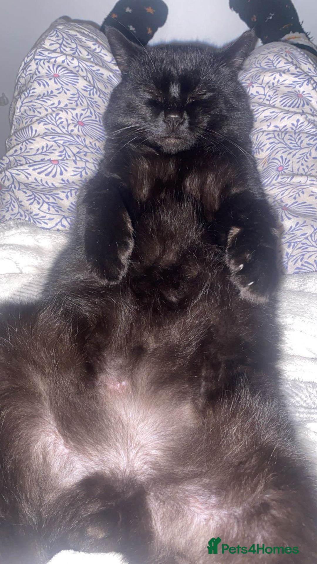 British Longhair cats for sale: Male cat - Advert 5