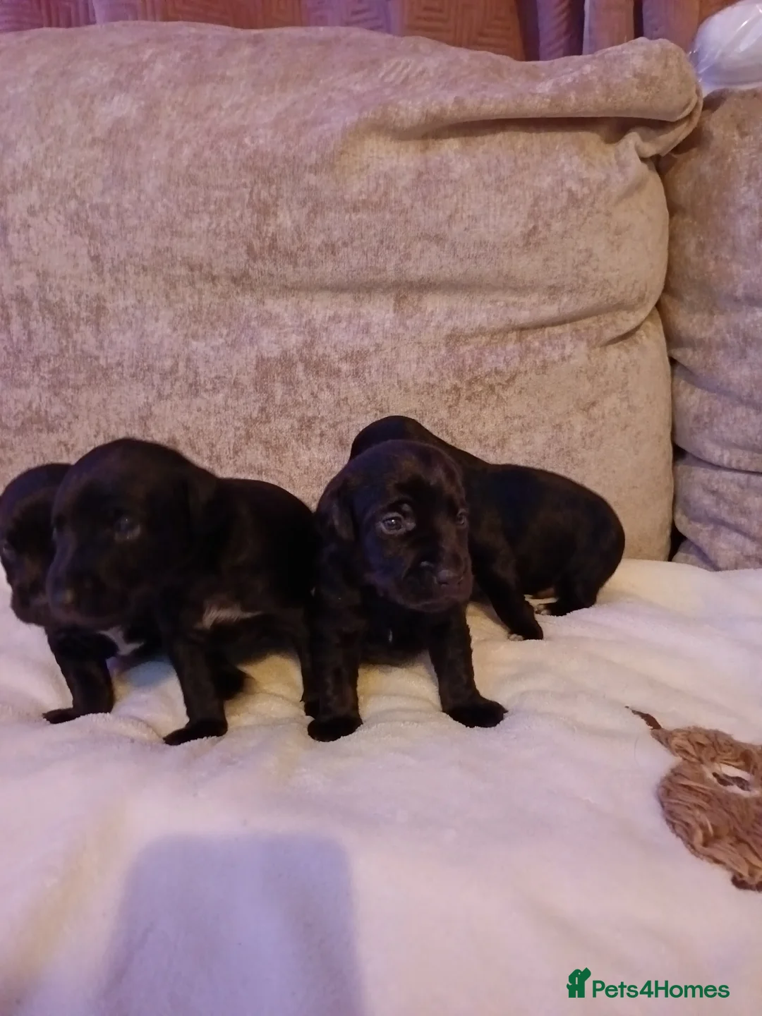 Patterdale Terrier dogs for stud: Chocolate Brown Patterdale Terrier for stud! - Advert 4