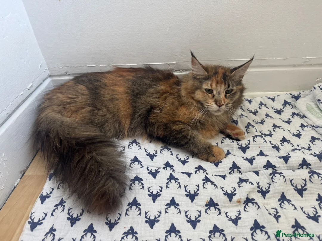 Maine Coon cats for sale: TICA active Maine Coon female DNA tested - Advert 1