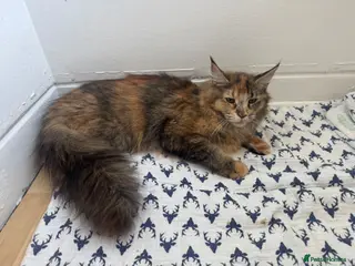 Maine Coon cats TICA active Maine Coon female DNA tested - Advert 3