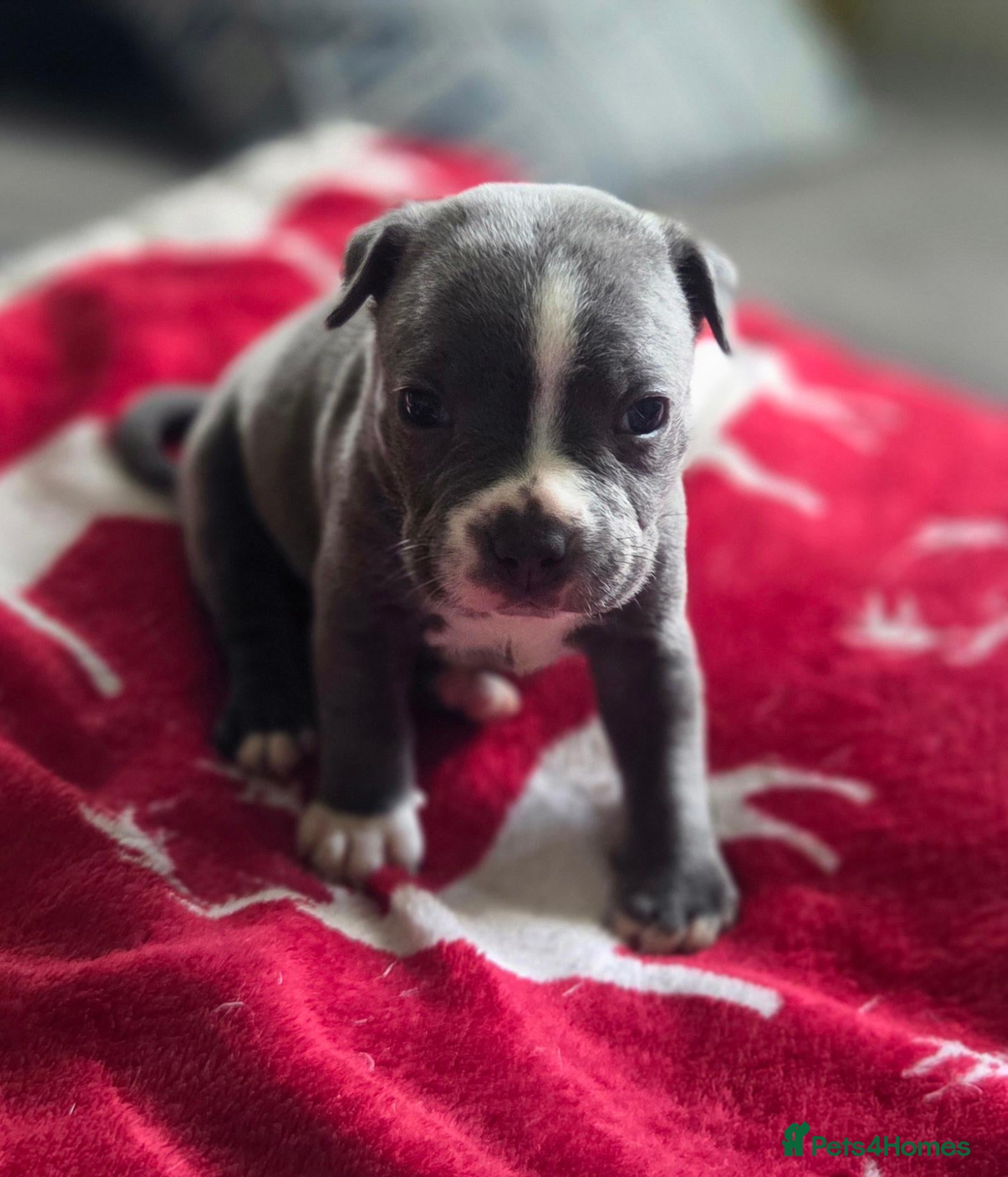 Staffordshire Bull Terrier dogs KC Blue Staffordshire Bull Terrier Puppies - Advert 2