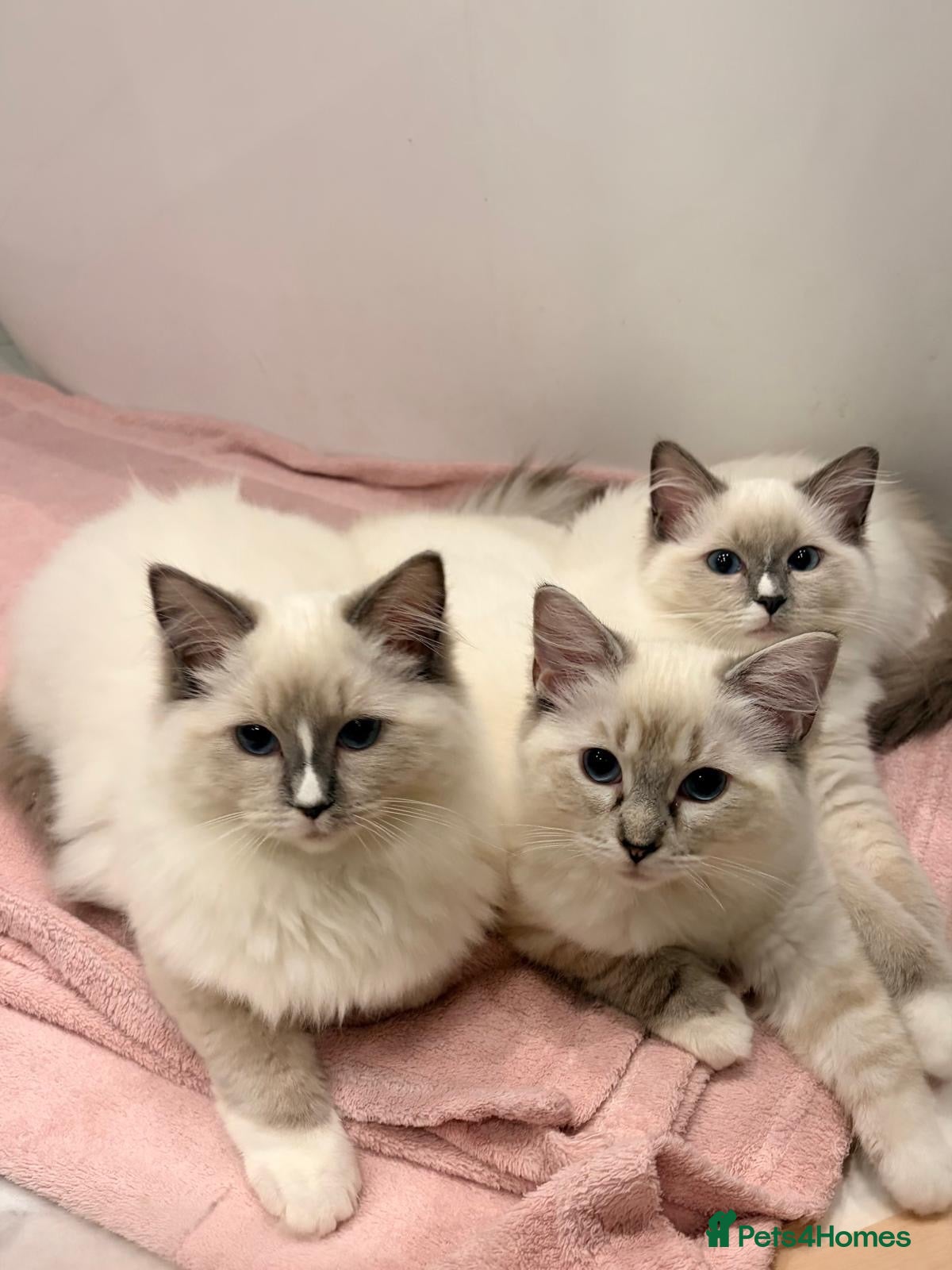 Ragdoll cats 3 LEFT 🩷Ready NOW GCCF Registered kittens 😻😻 - Advert 18
