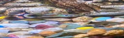 Live Bearers fish for sale: Guppies for free! in Ruislip - Advert 2