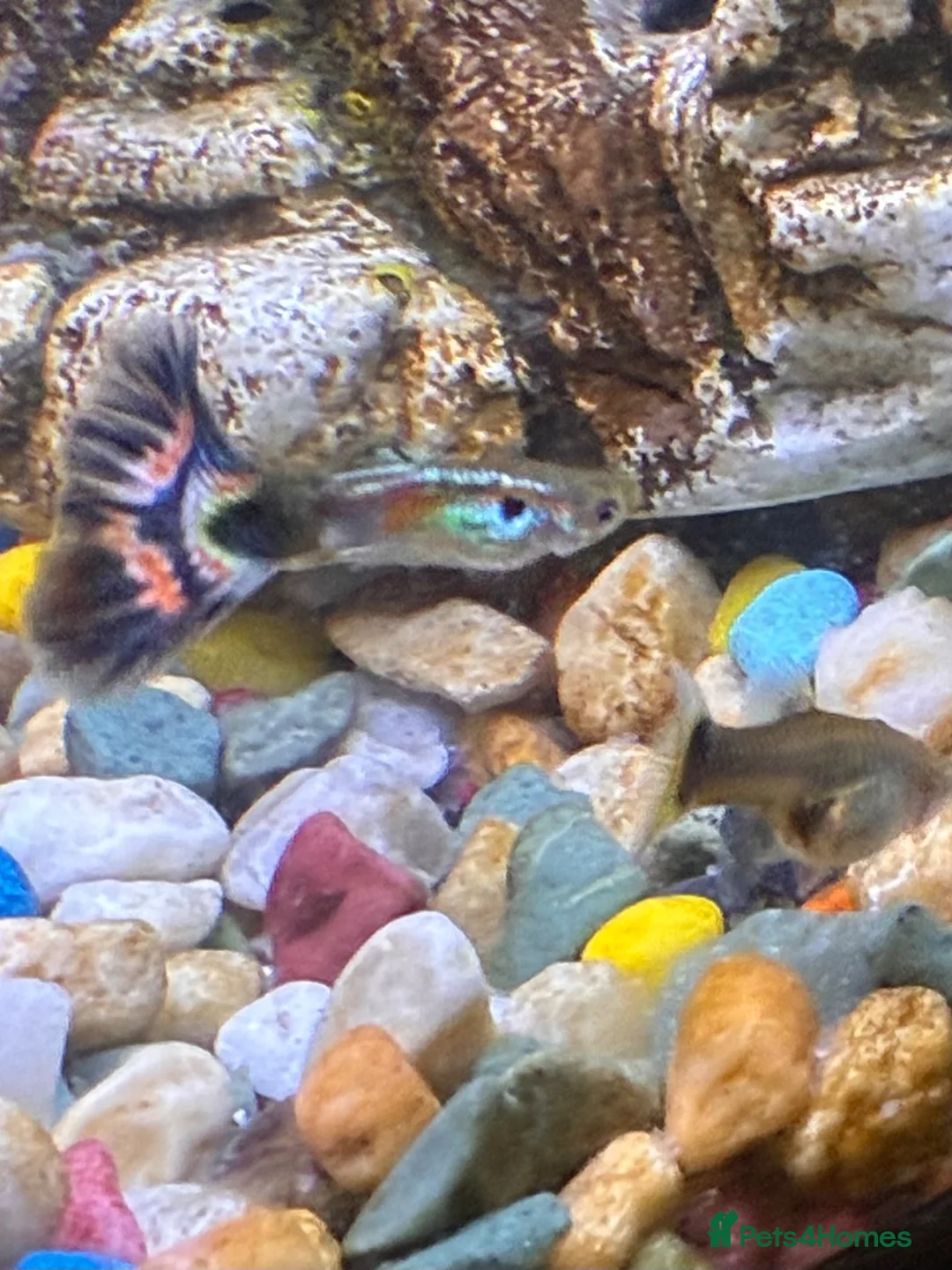 Live Bearers fish for sale: Guppies for free! in Ruislip - Advert 2