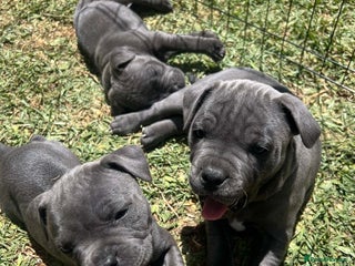 Staffordshire Bull Terrier dogs Honest lovx Blueish Staffys for everyone - Advert 4