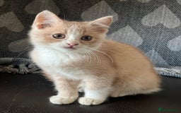 British Shorthair cats for sale: Beautiful British shorthair kittens  - Advert 2