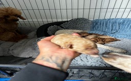 Toy Poodle dogs for sale: Gorgeous kc registered toy poodle pups  - Image 32