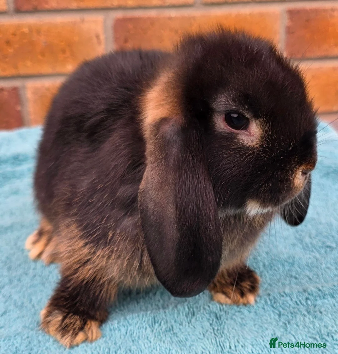 Mini Lop rabbits for sale: Mini Lop Babies - Advert 14