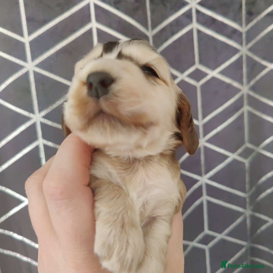 Cocker Spaniel dogs for sale: Show Type Cocker Spaniels Health Tested Parents  - Image 20