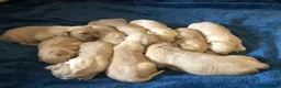 Golden Retriever dogs for sale: KC Dark Red Golden Retrievers 100% DNA Health Test - Advert 6
