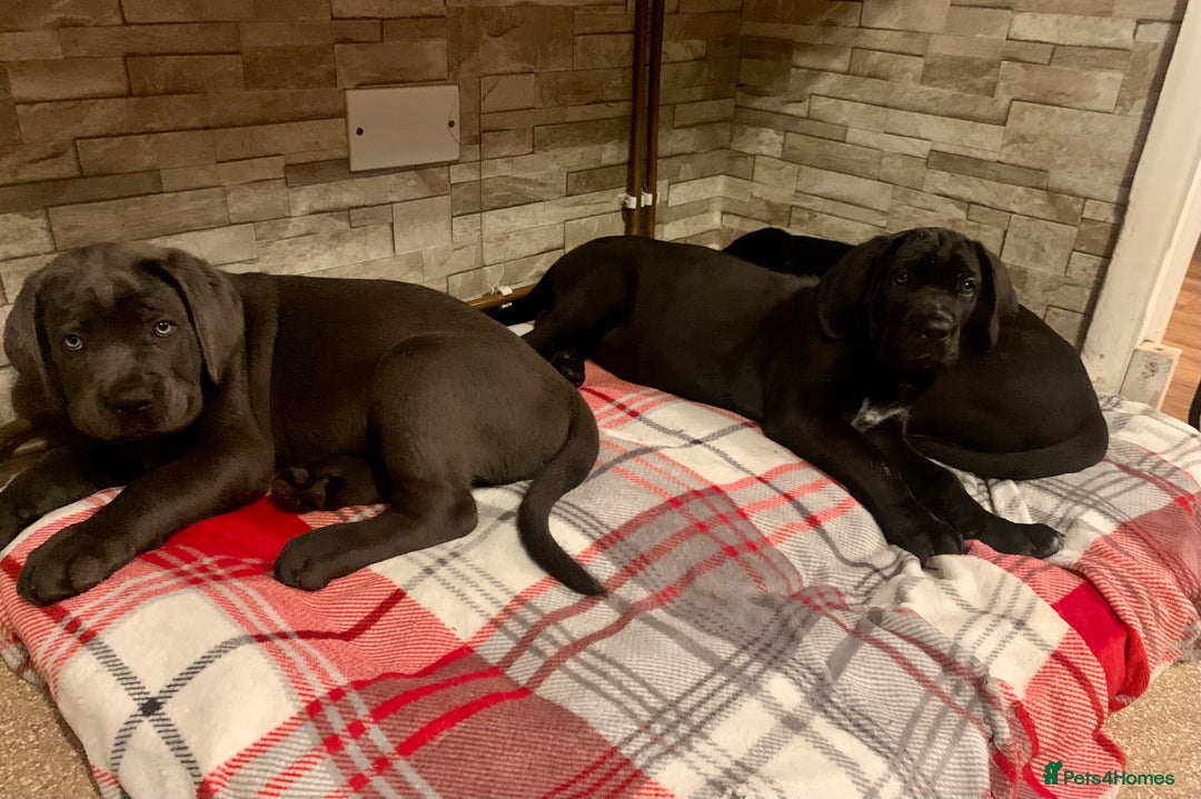 Cane Corso dogs for sale: Champion Lines Cane Corso puppies for sale - Image 16