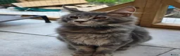 Maine Coon cats for sale: ❤️ TICA Registered Maine Coon Kittens Ready Now ❤️ - Advert 21